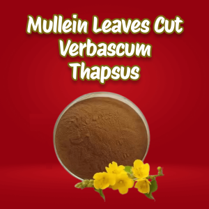 Mullein Leaves Extract Powder Cut Verbascum thapsus